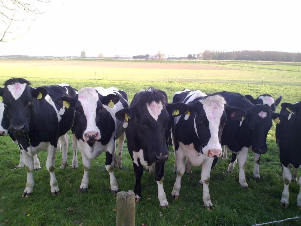 B&B Boerderij Wijtvliet Langeweg Exterior foto